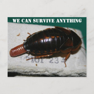 Carte Postale Survivre à n'importe quoi, Cockroach avec poche d'