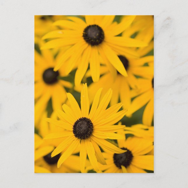 Carte Postale Susan Daisies aux yeux noirs (Devant)