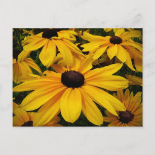 Carte Postale Susans à oeil noir