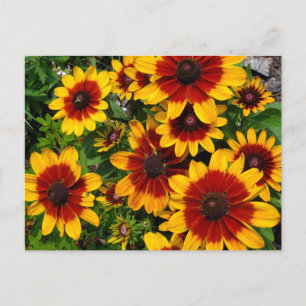 Carte Postale Susans aux yeux noirs
