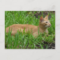 süße braune Katze