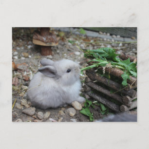 Carte Postale süßes Häschen, Babykaninchen das frisst :)