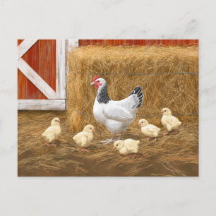 Carte Postale Sussex Chicken Mama Hen et Chicks