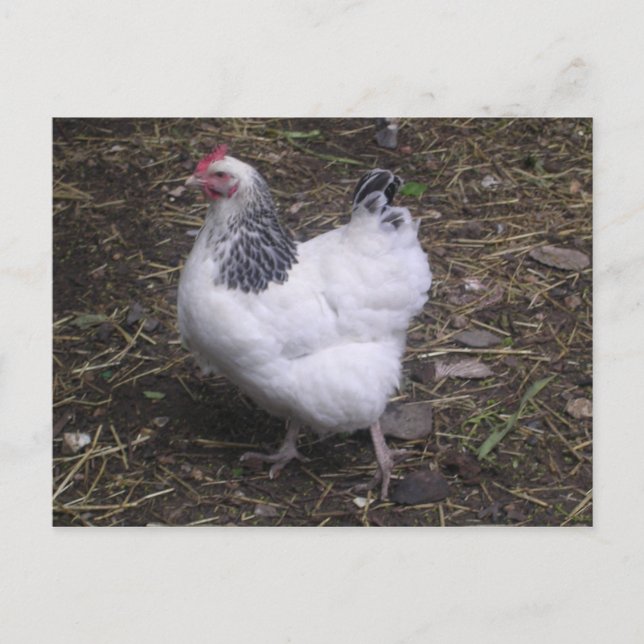 Carte Postale Sussex Hen clair (Devant)