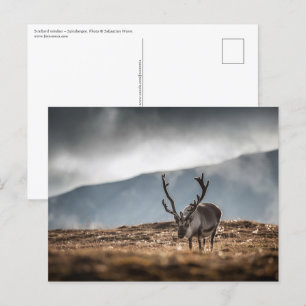 Carte Postale Svalbard Reindeer Nature Photo
