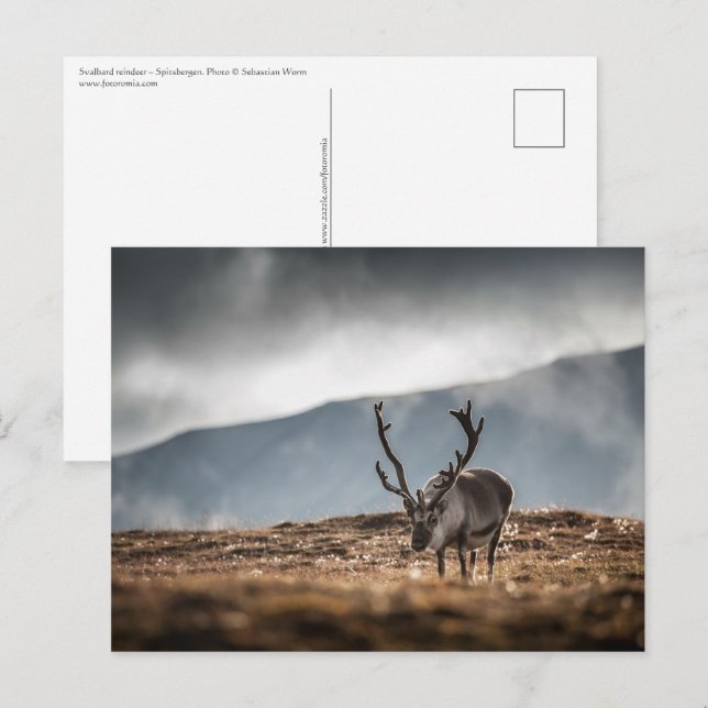 Carte Postale Svalbard Reindeer Nature Photo (Devant / Derrière)