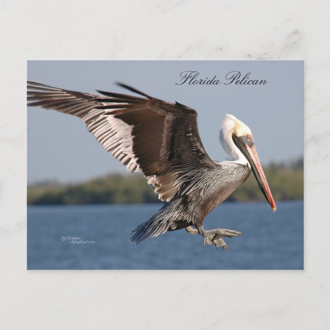 Carte postale SW Florida Pelican (Devant)