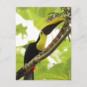 Carte Postale Swainson Toucan