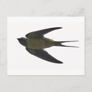 Carte Postale Swallow