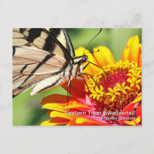 Carte postale Swallowtail Tiger Est
