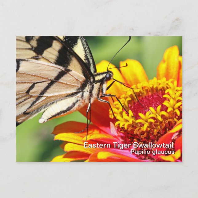 Carte postale Swallowtail Tiger Est (Devant)
