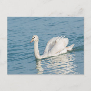 Carte Postale Swan