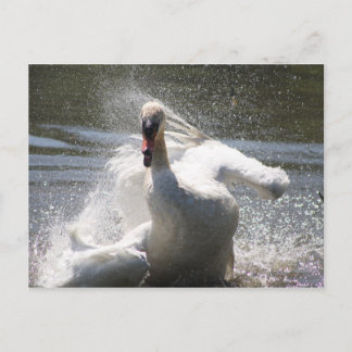 Carte postale Swan