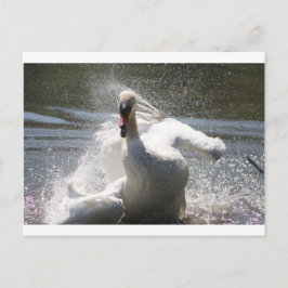 Carte postale Swan