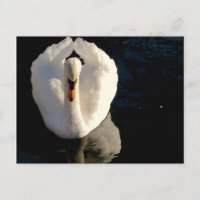 Swan