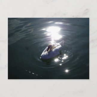 Carte Postale Swan