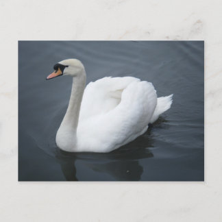 Carte postale - Swan