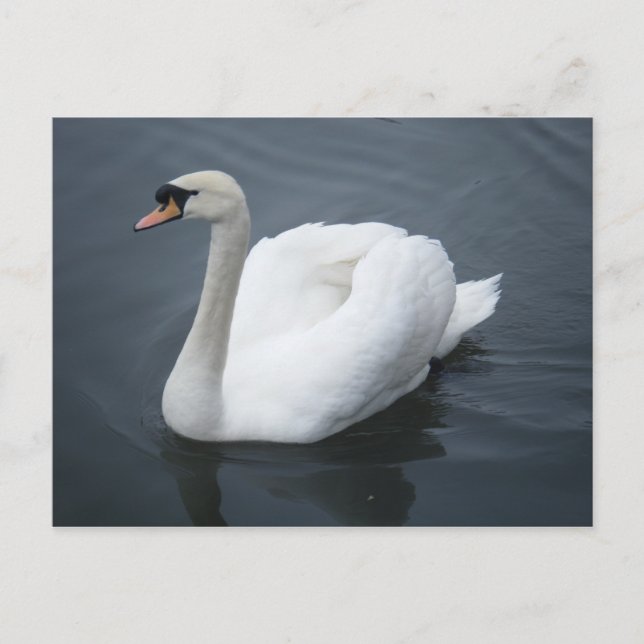 Carte postale - Swan (Devant)