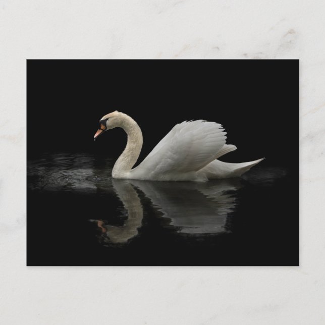 Carte Postale Swan (Devant)