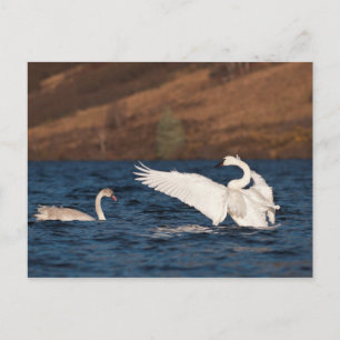Carte Postale Swan
