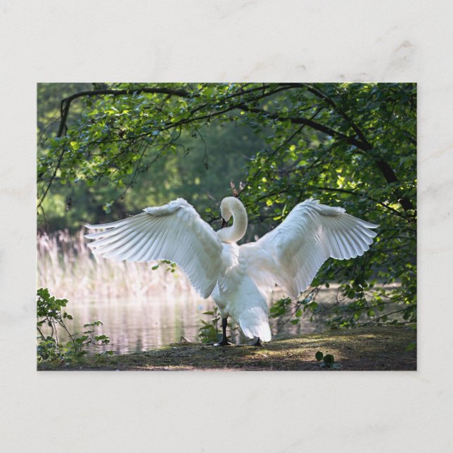 Carte Postale Swan avec ailes étalées (Devant)