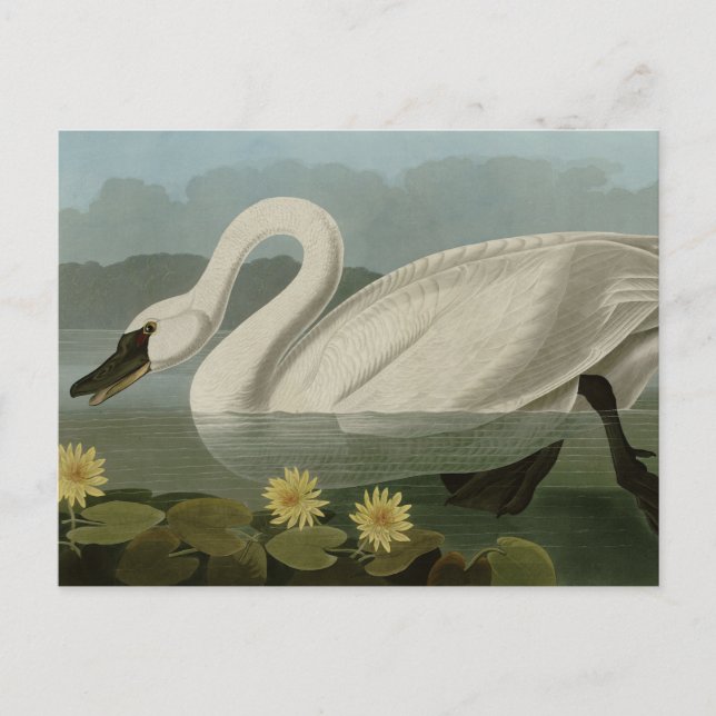 Carte Postale Swan commun américain - Les oiseaux d'Amérique d'A (Devant)