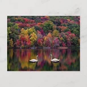 Carte postale Swan Lake