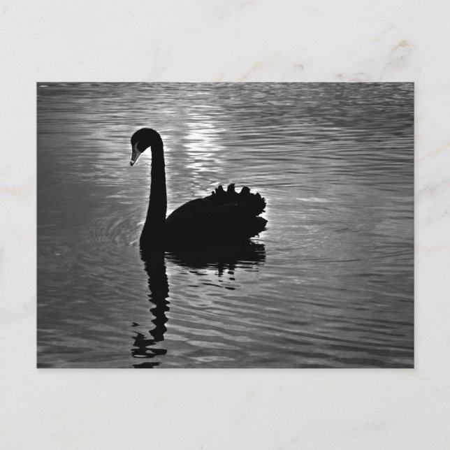 Carte Postale Swan noir - Animal autochtone australien (Devant)