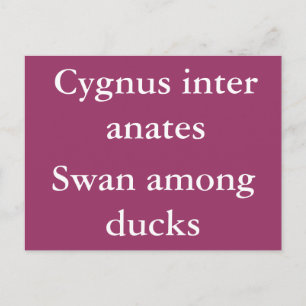 Carte Postale Swan parmi les canards - citation latine