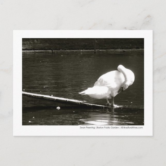 Carte Postale Swan Preuve Photo Par Brad Hines (Devant)