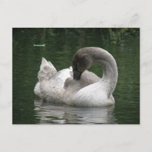 Carte postale Swan Sleepy