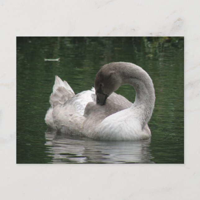 Carte postale Swan Sleepy (Devant)
