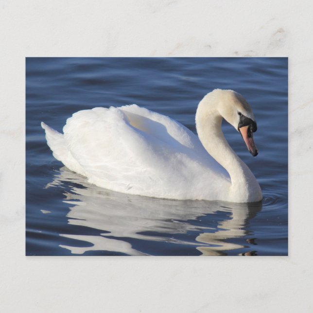 Carte Postale Swan sur un lac (Devant)