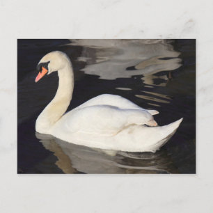 Carte Postale Swan sur un lac II