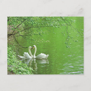 Carte postale Swans in Love