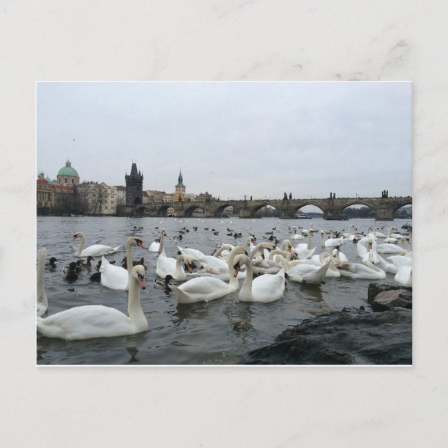 Carte Postale Swans sur les rives du pont Charles (Devant)