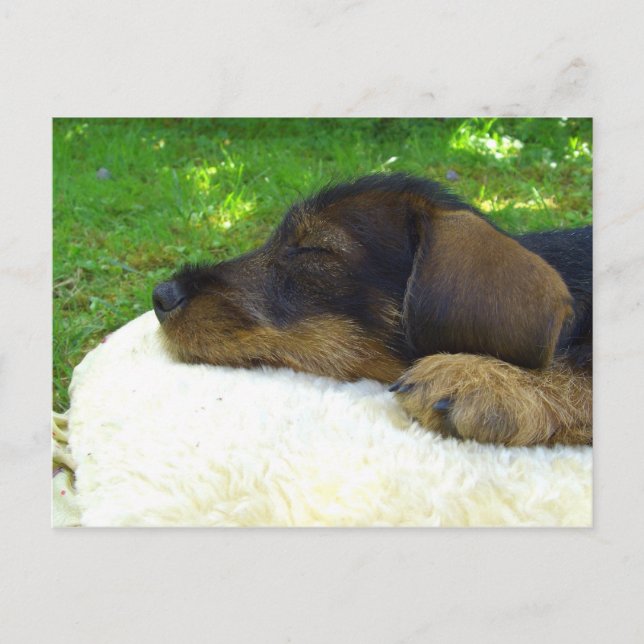 Carte Postale Sweet Baby Dachshund, chiot endormi (Devant)