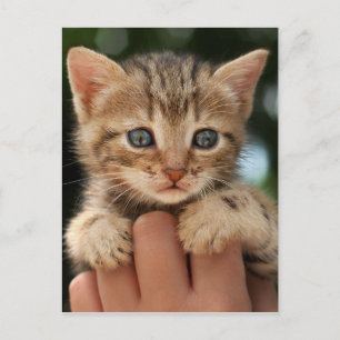 Carte Postale Sweet Baby Kitten