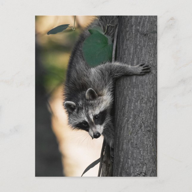 Carte Postale Sweet Baby Raccoon (Devant)
