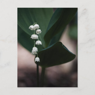 Carte postale Sweet Bells