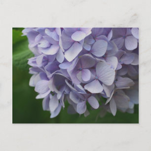 Carte postale Sweet Blue Hydrangea Flower Photo