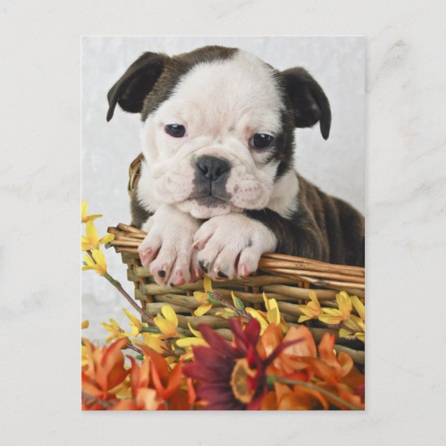 Carte Postale Sweet Bulldog Puppy (Devant)