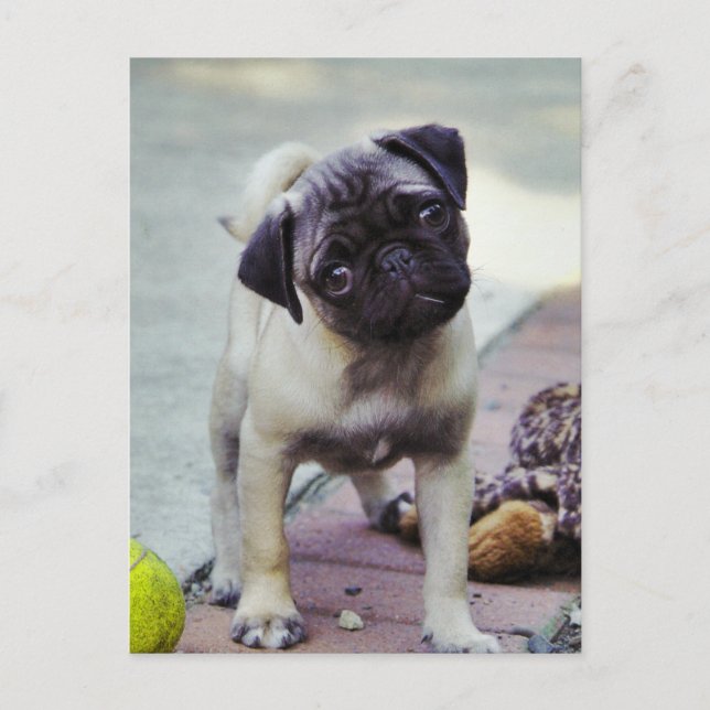 Carte Postale Sweet Carlin Chiot "Puppy Love" (Devant)