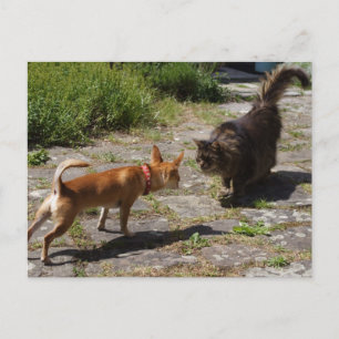 Carte Postale Sweet Charlie Chihuahua