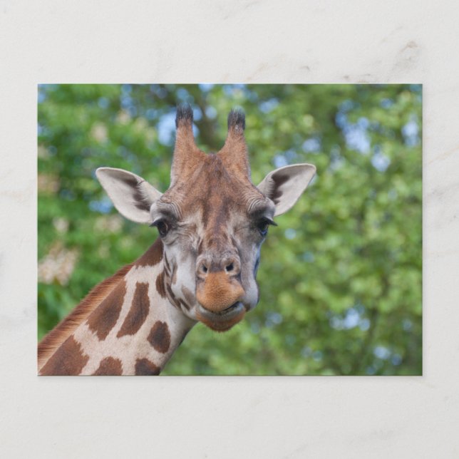 Carte Postale Sweet Curios Giraffe (Devant)