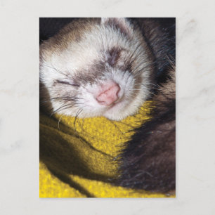 Carte Postale Sweet Dreams