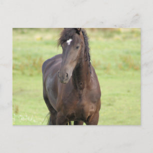 Carte postale Sweet Friesian Horse
