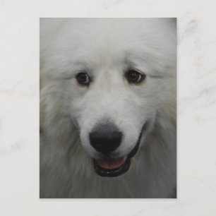Carte postale Sweet Great Pyrenees