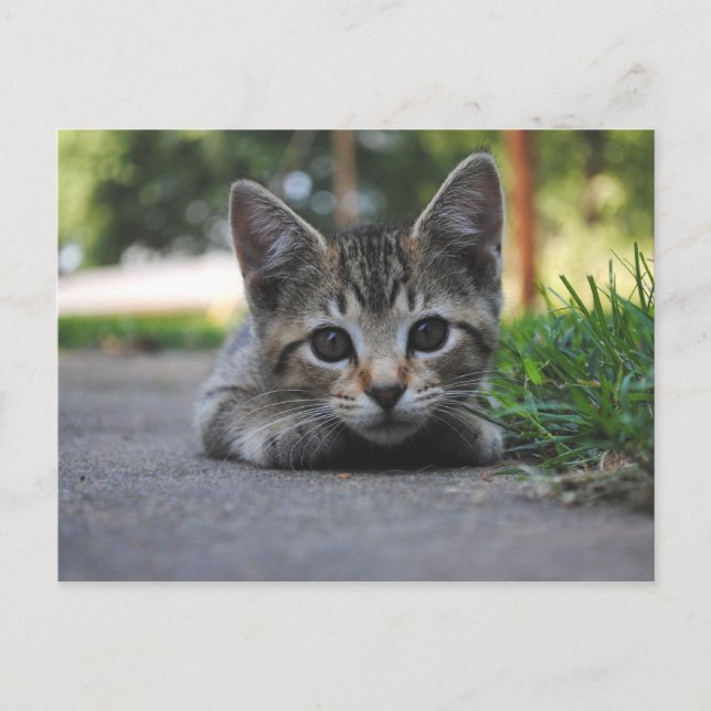 Carte postale Sweet Kitten (Devant)