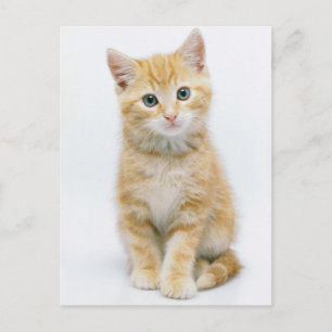 Carte Postale Sweet Orange Tabby